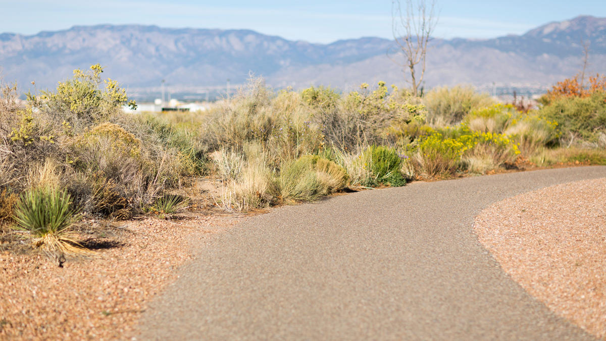 a road with plants and mountains in the background