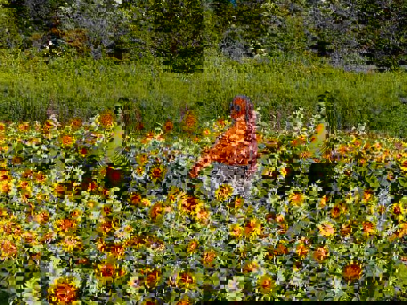 a person standing in a field of sunflowers